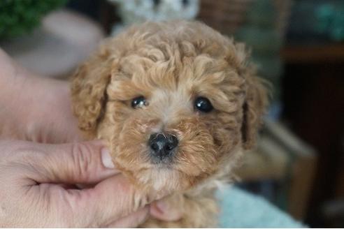 成約済の京都府のタイニープードル-56419の1枚目