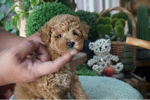 成約済の京都府のタイニープードル-56419の3枚目