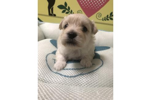 成約済の栃木県のミックス犬-56383の2枚目