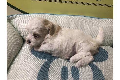 成約済の栃木県のミックス犬-56384の1枚目