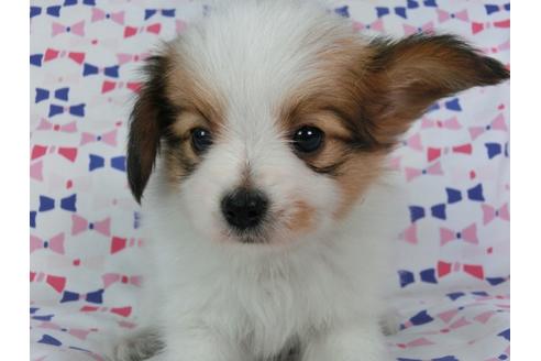 成約済の千葉県のパピヨン-55836の3枚目