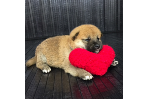 成約済の愛知県の柴犬-56439の2枚目