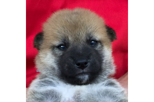 成約済の愛知県の柴犬-56439の1枚目