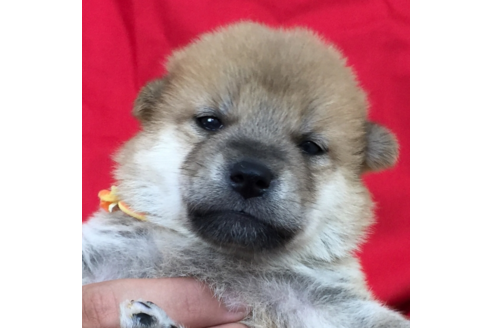 成約済の愛知県の柴犬-56440の3枚目
