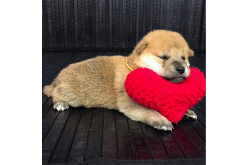 成約済の愛知県の柴犬-56440の2枚目