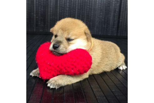 成約済の愛知県の柴犬-56440の1枚目