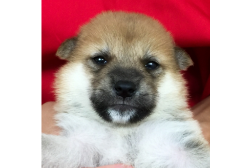 成約済の愛知県の柴犬-56441の3枚目