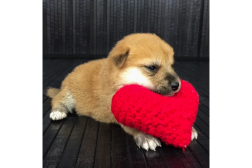 成約済の愛知県の柴犬-56441の1枚目