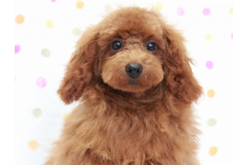 成約済の福岡県のトイプードル-56511の4枚目