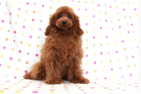 成約済の福岡県のトイプードル-56511の3枚目