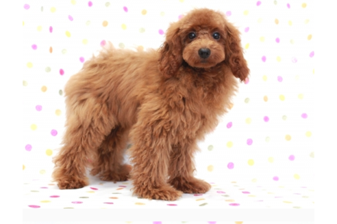 成約済の福岡県のトイプードル-56511の2枚目