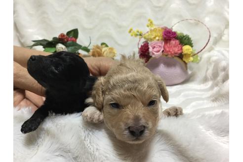 成約済の福岡県のティーカッププードル-56517の1枚目