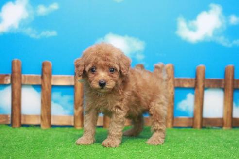 成約済の滋賀県のトイプードル-53658の1枚目