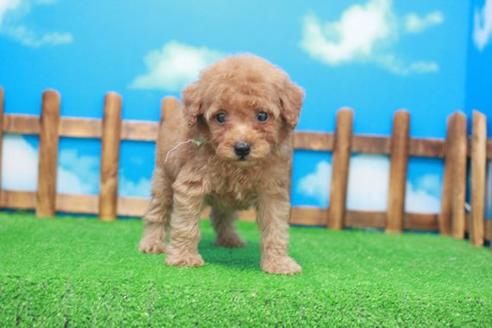 成約済の滋賀県のトイプードル-53658の5枚目