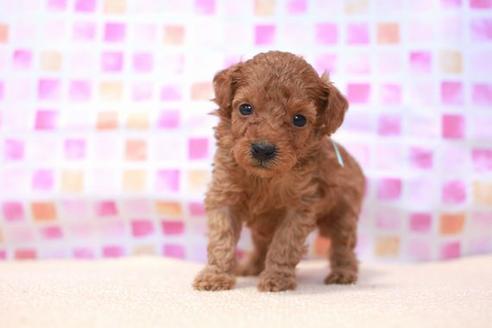 成約済の滋賀県のトイプードル-53658の3枚目