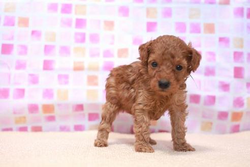 成約済の滋賀県のトイプードル-53658の2枚目