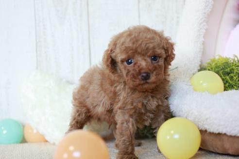 成約済の滋賀県のトイプードル-53960