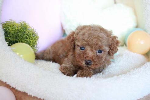 成約済の滋賀県のトイプードル-53960の5枚目