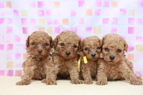 成約済の滋賀県のトイプードル-53960の4枚目