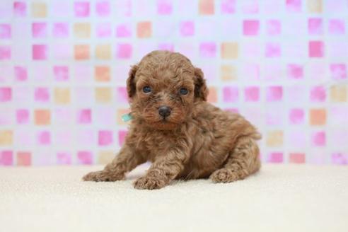 成約済の滋賀県のトイプードル-53960の3枚目