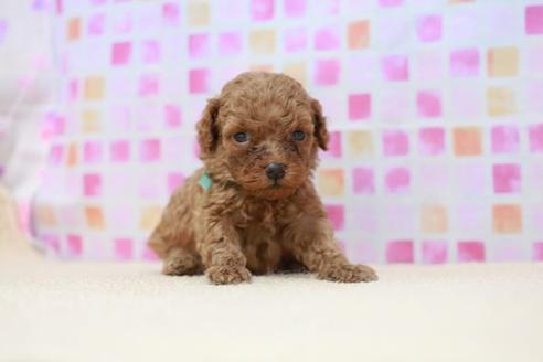 成約済の滋賀県のトイプードル-53960の2枚目