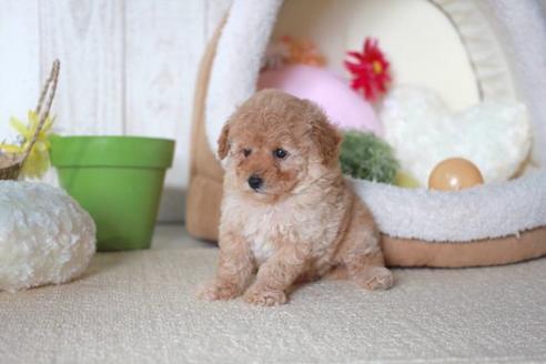 成約済の滋賀県のトイプードル-55403の5枚目