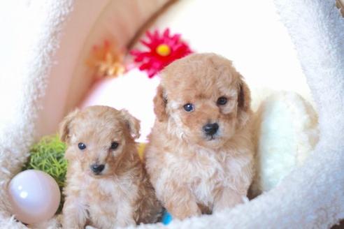 成約済の滋賀県のトイプードル-55403の4枚目