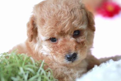 成約済の滋賀県のトイプードル-55403の3枚目