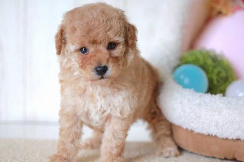 成約済の滋賀県のトイプードル-55403の2枚目