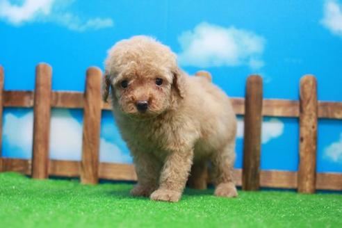 成約済の滋賀県のトイプードル-51980の1枚目