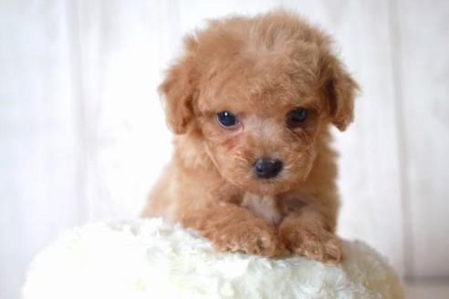 成約済の滋賀県のトイプードル-55794の1枚目