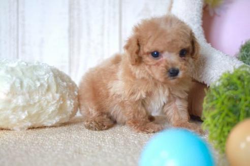 成約済の滋賀県のトイプードル-55794の5枚目