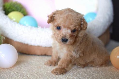 成約済の滋賀県のトイプードル-55794の3枚目