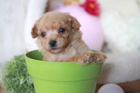 成約済の滋賀県のトイプードル-55794の2枚目