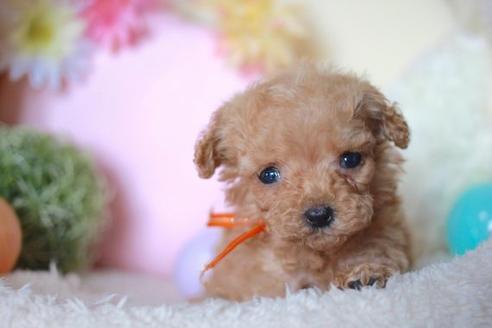 成約済の滋賀県のトイプードル-55796の1枚目