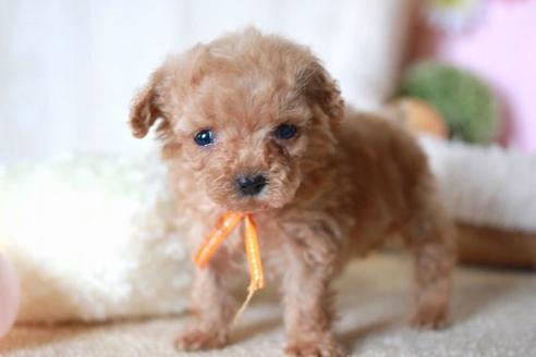 成約済の滋賀県のトイプードル-55796の5枚目