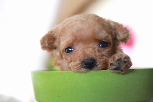 成約済の滋賀県のトイプードル-55796の3枚目