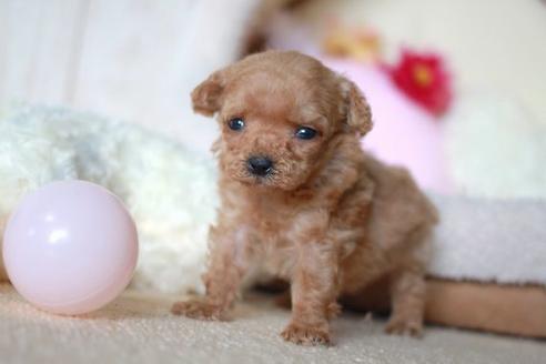 成約済の滋賀県のトイプードル-55796の2枚目