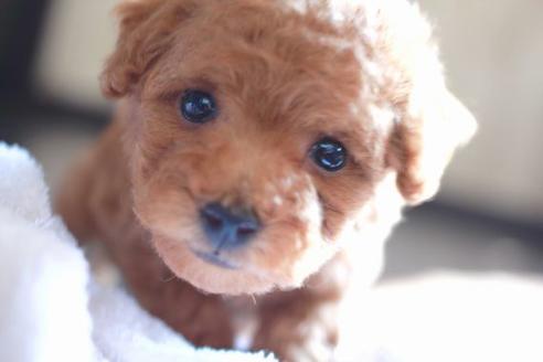 成約済の滋賀県のトイプードル-54727の1枚目