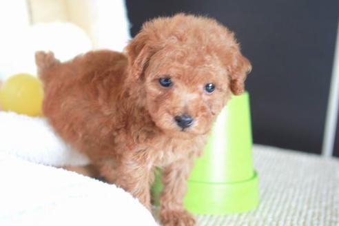 成約済の滋賀県のトイプードル-54727の5枚目