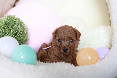 成約済の滋賀県のトイプードル-54727の3枚目