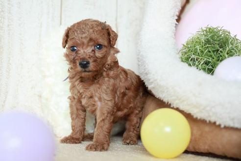 成約済の滋賀県のトイプードル-54727の2枚目