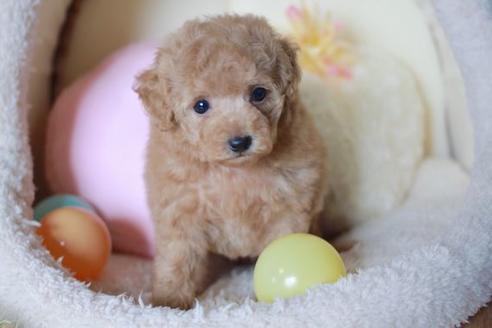 成約済の滋賀県のトイプードル-56158の1枚目