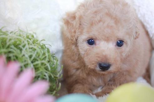 成約済の滋賀県のトイプードル-56158の4枚目