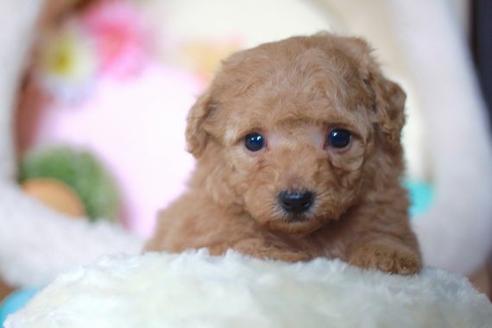 成約済の滋賀県のトイプードル-56158の3枚目