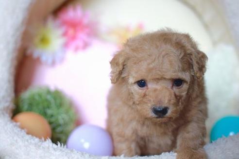 成約済の滋賀県のトイプードル-56158の2枚目