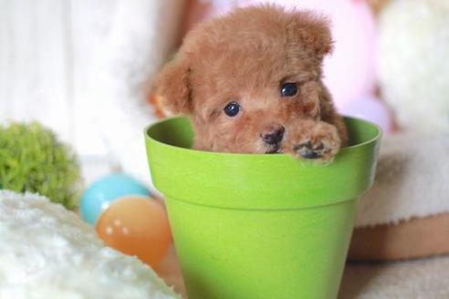 成約済の滋賀県のトイプードル-55805の1枚目