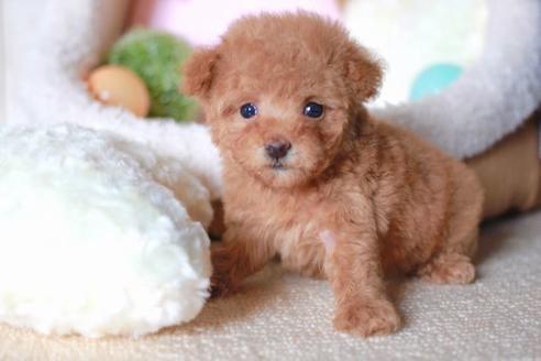 成約済の滋賀県のトイプードル-55805の2枚目