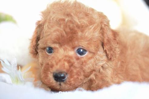 成約済の滋賀県のトイプードル-54729の5枚目