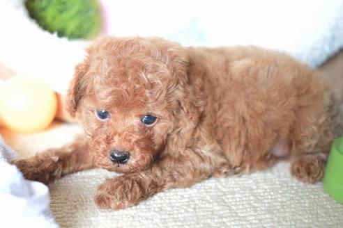 成約済の滋賀県のトイプードル-54729の4枚目